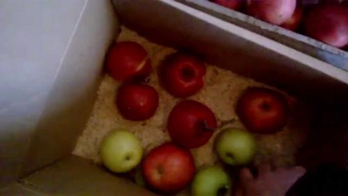 Лучшие зимние сорта яблонь. Популярные зимние сорта яблонь 10