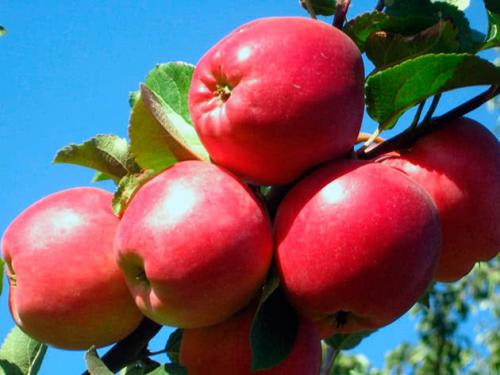 Зимние сорта яблок, хранящиеся до весны. Сорта зимних яблок