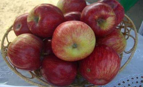 Зимние иммунные сорта яблонь. Какие существуют иммунные сорта яблонь, устойчивые к парше