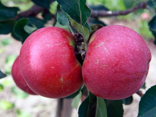 Зимние сорта яблок, хранящиеся до весны. Сорта зимних яблок