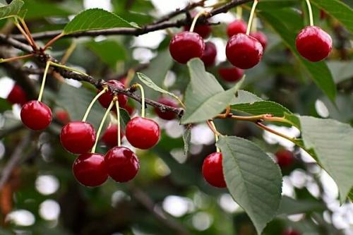 Когда отходит вишня в москве. Созрела вишня в саду