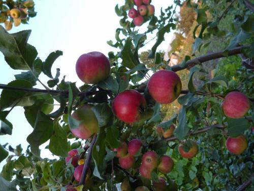 Летние сорта яблонь. 50 сортов яблок с фото и описаниями 04 Летние сорта яблонь. 50 сортов яблок с фото и описаниями 04