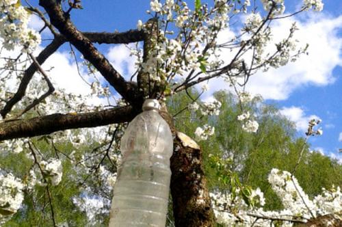 Как опылить вишню искусственно. Проверено на себе. Как опылить вишню и защитить грядку от домашних питомцев