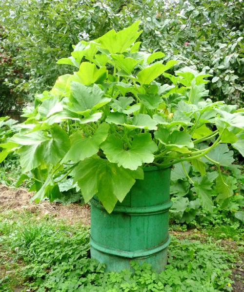 Как опылить вишню искусственно. Проверено на себе. Как опылить вишню и защитить грядку от домашних питомцев