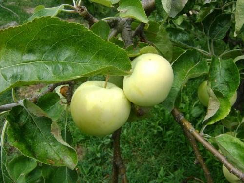 Летние сорта яблонь. 50 сортов яблок с фото и описаниями 05 Летние сорта яблонь. 50 сортов яблок с фото и описаниями 05