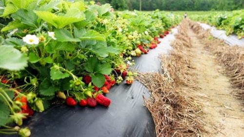 Как сажать клубнику весной. Преимущества и недостатки посадки клубники весной 13