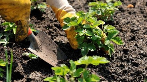 Когда сажать клубнику весной или осенью. Когда сажать клубнику?