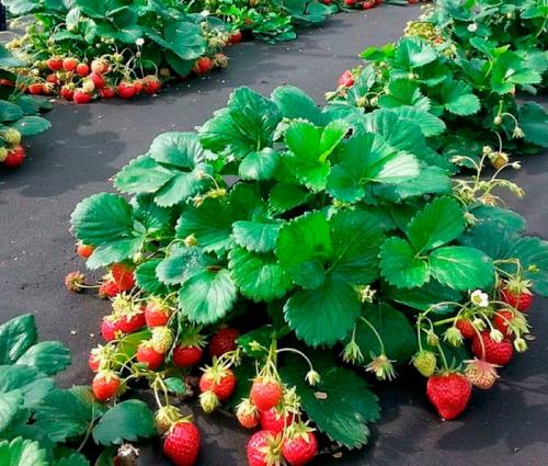 Как сажать клубнику на грядке. Оптимальное время для посадки