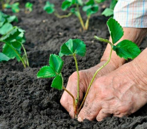Как сажать клубнику на грядке. Оптимальное время для посадки