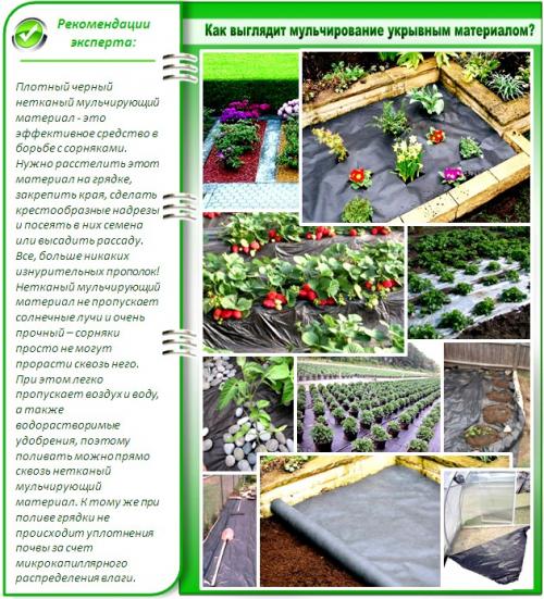 Как сажать клубнику под агроволокном. Как посадить клубнику под черный укрывной материал