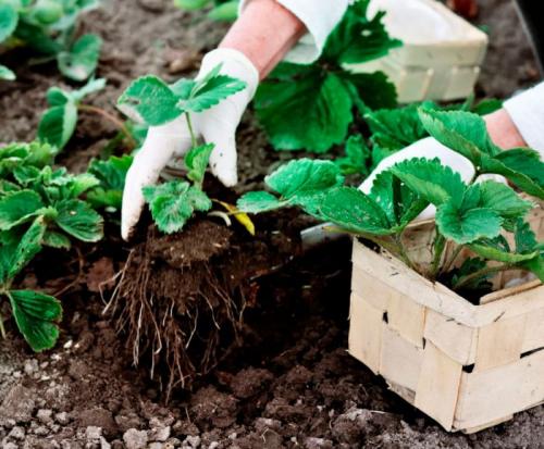 Как сажать клубнику на грядке. Оптимальное время для посадки
