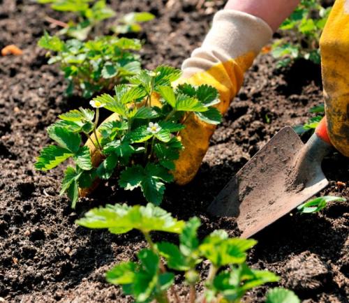 Как сажать клубнику на грядке. Оптимальное время для посадки