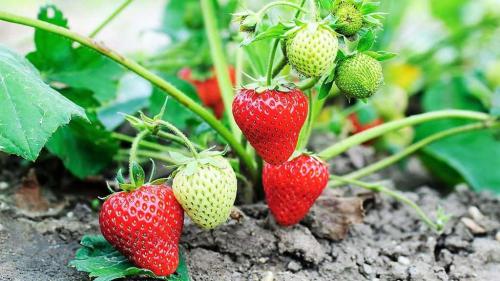 Можно ли весной сажать клубнику. Легкий способ, как посадить клубнику весной в открытый грунт