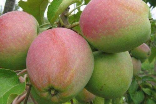 Какие яблоки самые вкусные. Лучшие сорта яблок: фото, названия и описания (каталог)