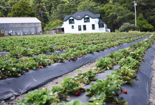 Как сажать клубнику на грядке. Посадка клубники в открытый грунт осенью, весной, в августе – сроки, схема высадки