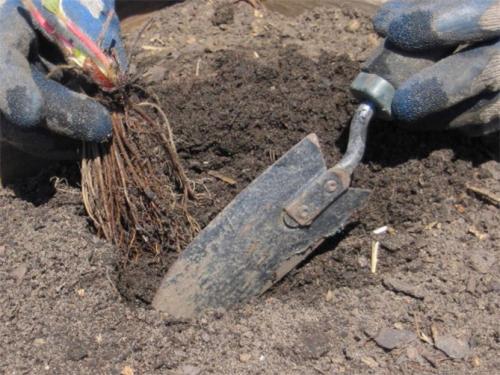 Как сажать клубнику на грядке. Посадка клубники в открытый грунт осенью, весной, в августе – сроки, схема высадки