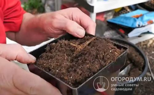 Как вырастить персик из косточки летом. Способы выращивания саженца из косточки