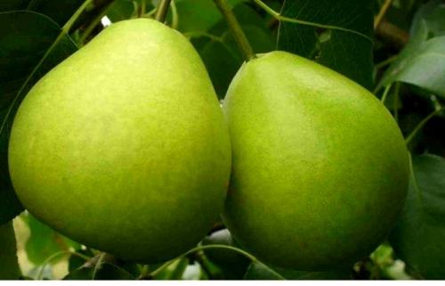 Ранние сорта груши для южного региона. Летние сорта груш для Краснодарского края