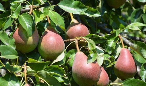 Ранние сорта груши для южного региона. Летние сорта груш для Краснодарского края