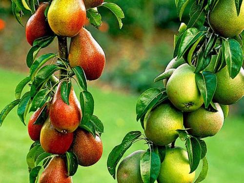 Поздние сорта груш. 40 сортов груш по регионам c описанием и фото