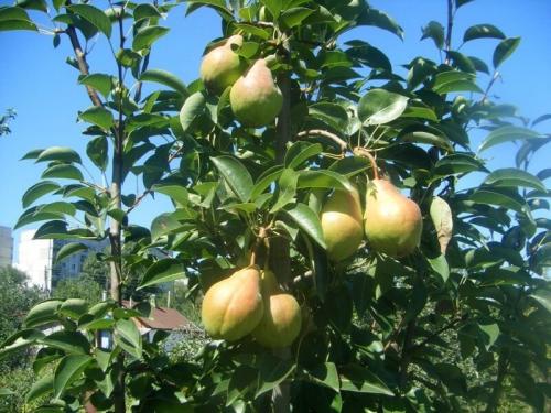 Ранние сорта груши для южного региона. Летние сорта груш для Краснодарского края