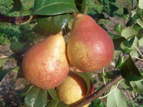 Ранние сорта груши для южного региона. Летние сорта груш для Краснодарского края