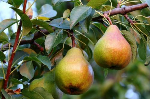 Ранние сорта груши для южного региона. Летние сорта груш для Краснодарского края