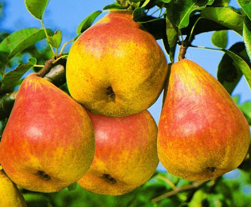 Поздние сорта груш. 40 сортов груш по регионам c описанием и фото