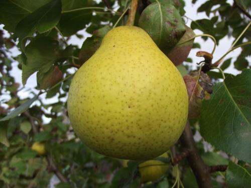 Поздние сорта груш. 40 сортов груш по регионам c описанием и фото