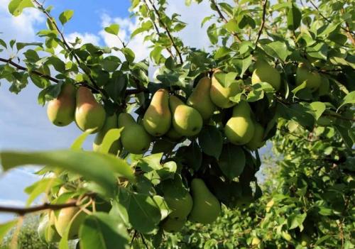 Ранние сорта груши для южного региона. Летние сорта груш для Краснодарского края