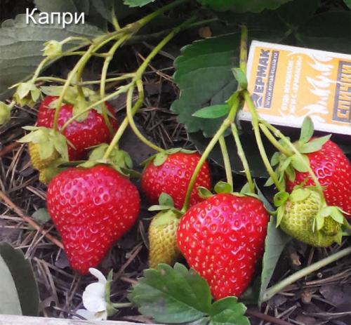 Как вырастить клубнику из семян дома. Выращивание клубники на подоконнике круглый год, отзывы