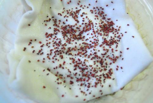 ЛУННЫЙ ПОСЕВНОЙ календарь на 2022 год земляника. Как сажать клубнику на рассаду — пошаговые инструкции