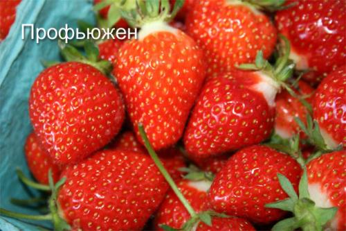 Как вырастить клубнику из семян дома. Выращивание клубники на подоконнике круглый год, отзывы