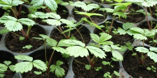 Когда сажать клубнику на рассаду в 2022 году. Когда сажать клубнику по лунному календарю в 2022 году