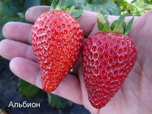 Как вырастить клубнику из семян дома. Выращивание клубники на подоконнике круглый год, отзывы