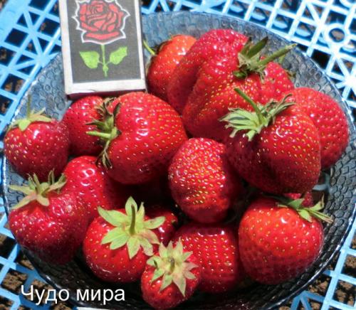 Как вырастить клубнику из семян дома. Выращивание клубники на подоконнике круглый год, отзывы