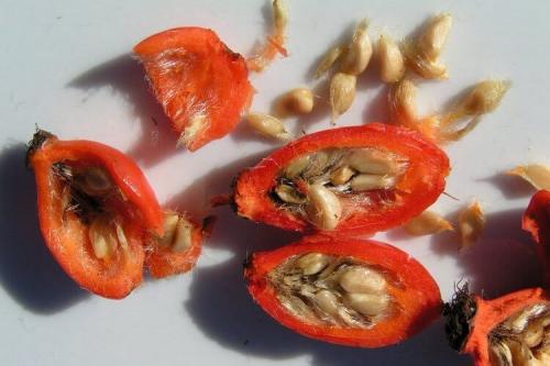 Когда собирать шиповник и как сушить в домашних условиях. Описание культуры