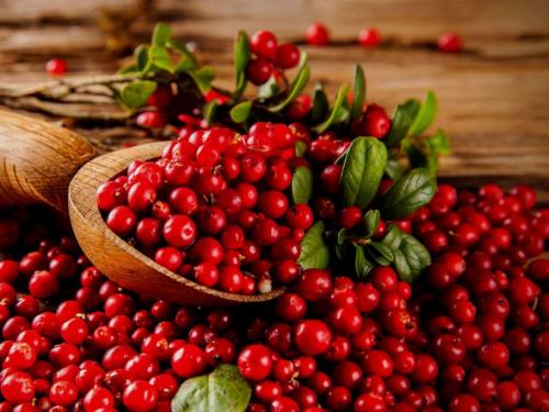 Какие сорта клюквы наиболее популярны в 2024 году. Сорта клюквы и их цена