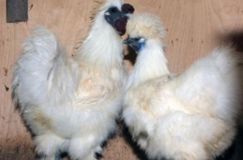 Что такое Китайская шелковая курица. 