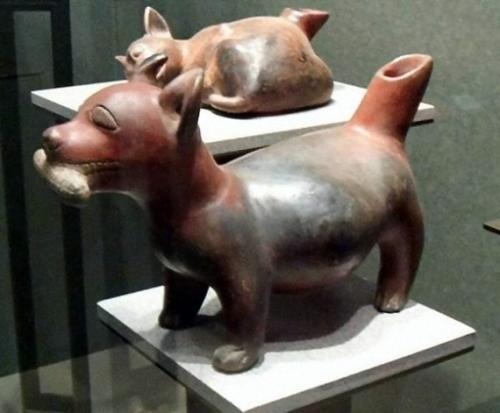 Откуда происходит эта порода. Предки чихуахуа лазали по деревьям и могли жить в дикой природе