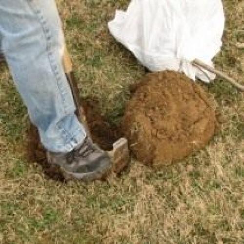 Как правильно опылять груши в осенний период. Выбор места и посадка груши