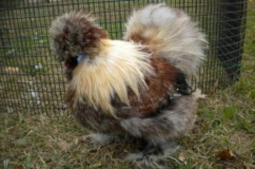 Что такое Китайская шелковая курица. 