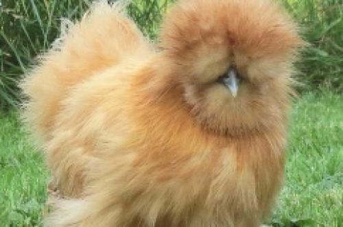 Что такое Китайская шелковая курица. 