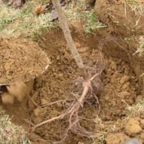 Как правильно опылять груши в осенний период. Выбор места и посадка груши