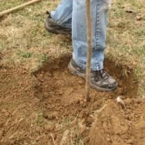 Как правильно опылять груши в осенний период. Выбор места и посадка груши