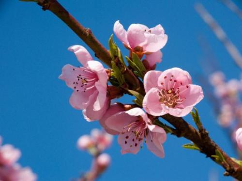 Как вырастить персик в домашних условиях из косточки. Выбор посадочного материала