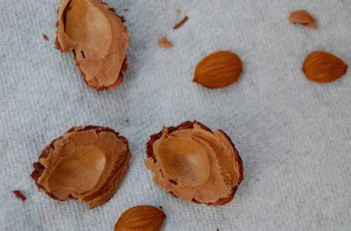 Как расколоть косточку персика. Как легко расколоть фруктовые косточки без специального инструмента