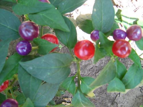 Персик в горшке. Персик комнатный