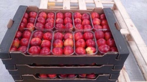 Как вырастить персик в домашних условиях из косточки. Выбор посадочного материала