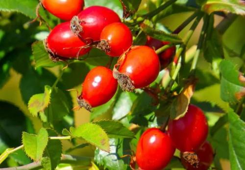 Как хранить шиповник на зиму. Как сохранить шиповник на зиму в домашних условиях